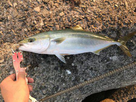 貝塚人工島1本勝負